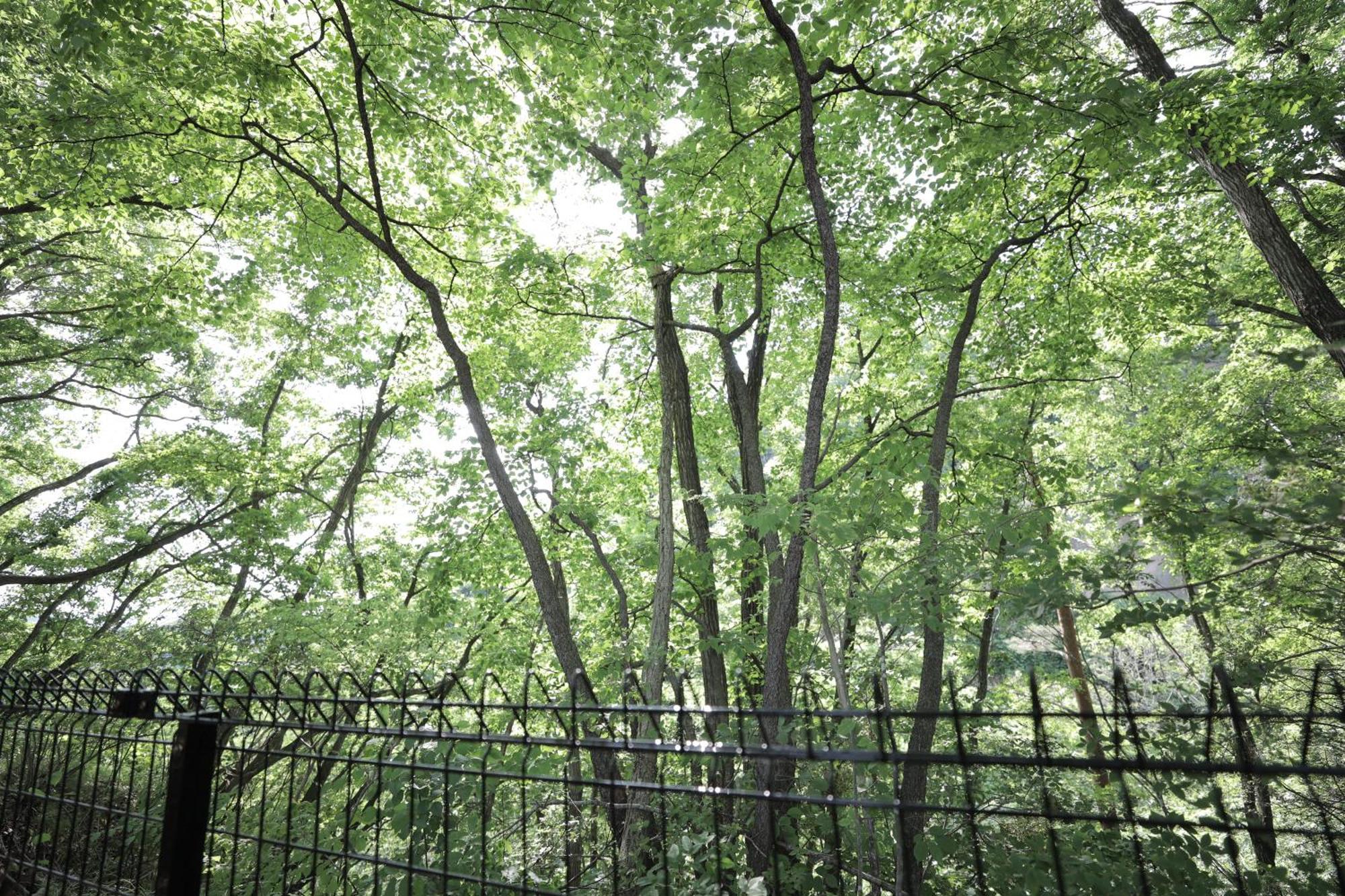 Sauna Forest Cabin 軽井沢 御代田　Mori-Asobi Oiwake Exteriör bild